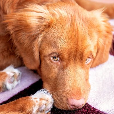 Retriever de la Nouvelle-Écosse - Retriever de la Nouvelle-Écosse : quel prix pour un chiot ?