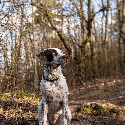 Pointer Anglais - Pointer Anglais : quel prix pour un chiot ?