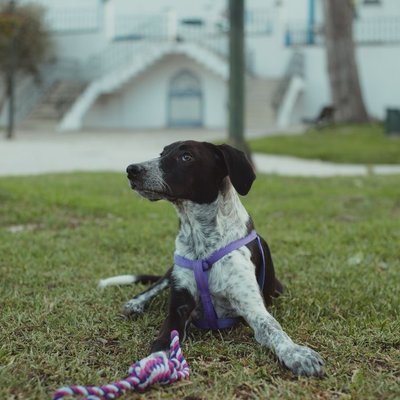 Pointer Anglais - Comment éduquer un chiot Pointer Anglais ?