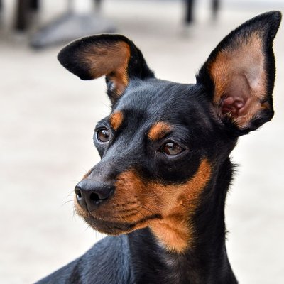 Pinscher Nain - Pinscher Nain : quel prix pour un chiot ?