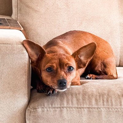 Pinscher Nain - Sélectionner un élevage de chiot Pinscher Nain