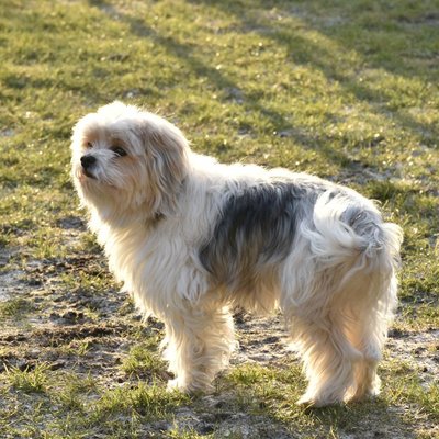 Petit Chien Lion - Petit Chien Lion : quel prix pour un chiot ?