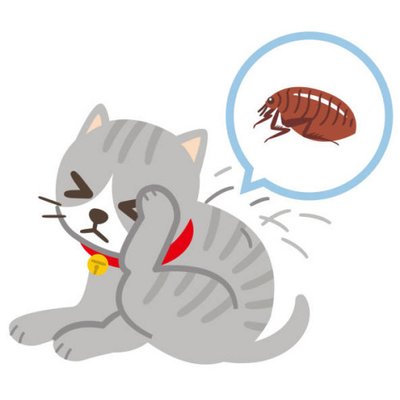 Collier anti puce à un chaton : À partir de quelle âge ?