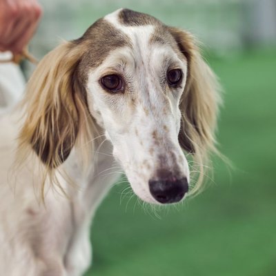 Saluki - Saluki : quel prix pour un chiot ?