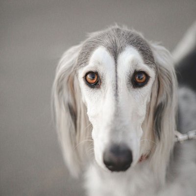 Saluki - Morphologie du Saluki