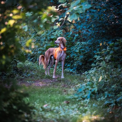 Saluki - Conditions de vie du Saluki