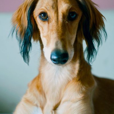 Saluki - Caractère du Saluki