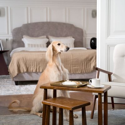 Saluki