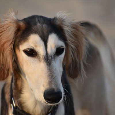 Saluki - Quelles sont les couleurs de robe du Saluki ?