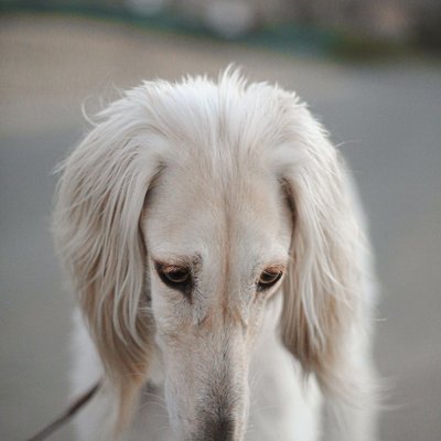 Saluki - Sélectionner un élevage de chiot Saluki