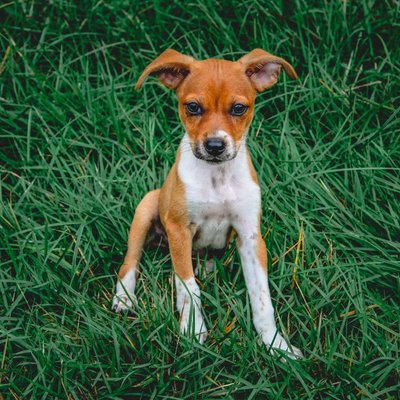 Rat Terrier - Rat Terrier : quel prix pour un chiot ?