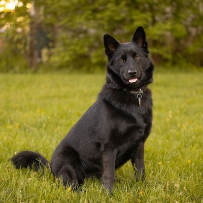 Schipperke - Schipperke : quel prix pour un chiot ?