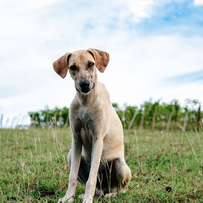Sloughi - Sloughi : quel prix pour un chiot ?