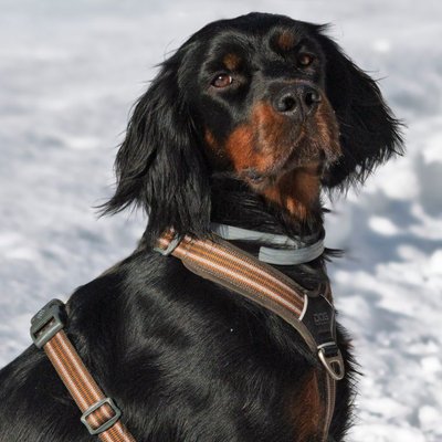 Setter Gordon - Conditions de vie du Setter Gordon