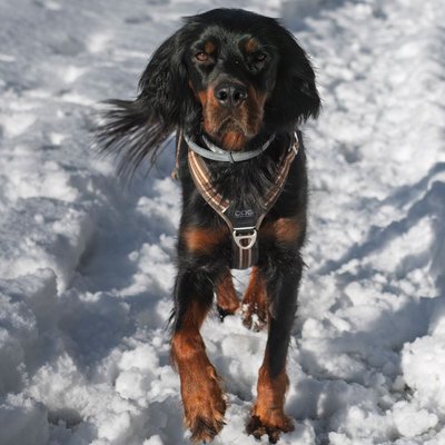 Setter Gordon