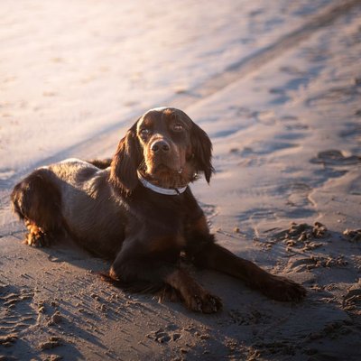 Setter Gordon - Choisir mon chiot Setter Gordon