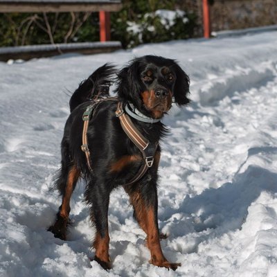Setter Gordon - Quels sont les soins nécessaires pour un Setter Gordon ?