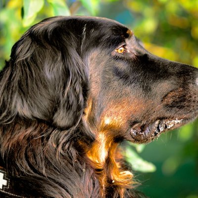 Setter Gordon - Le Setter Gordon est-il fait pour vous ?