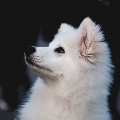 Spitz Japonais - Spitz Japonais : quel prix pour un chiot ?