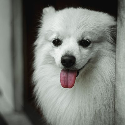 Spitz Japonais - Comment nourrir un chiot Spitz Japonais correctement ?