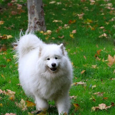 Spitz Japonais - Sélectionner un élevage de chiot Spitz Japonais
