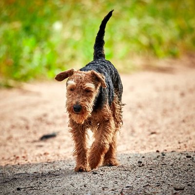 Welsh Terrier - Welsh Terrier : quel prix pour un chiot ?