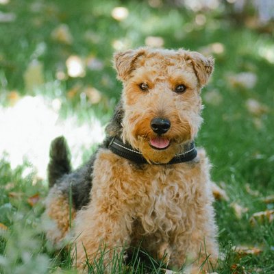 Welsh Terrier - Sélectionner un élevage de chiot Welsh Terrier
