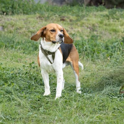 Beagle