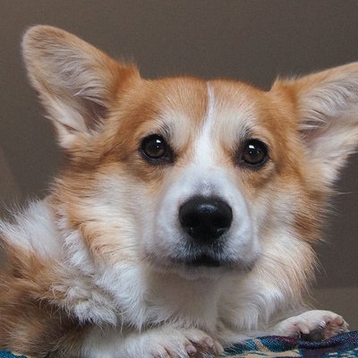 Welsh Corgi Pembroke - Welsh Corgi Pembroke : quel prix pour un chiot ?