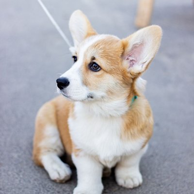 Welsh Corgi Pembroke