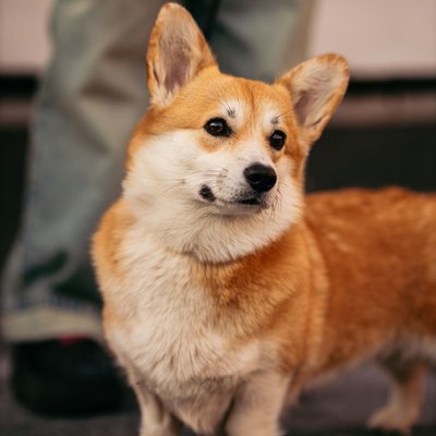 Welsh Corgi Pembroke - Choisir mon chiot Welsh Corgi Pembroke