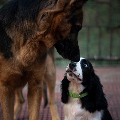 Springer Anglais - Sélectionner un élevage de chiot Springer Anglais