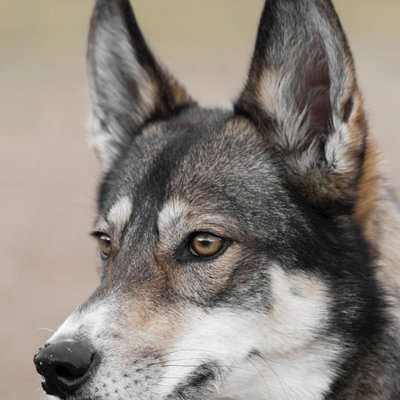 Tamaskan - Tamaskan : quel prix pour un chiot ?