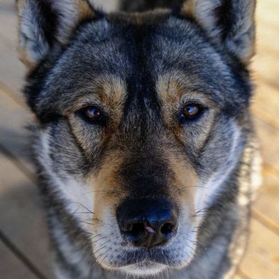 Tamaskan - Sélectionner un élevage de chiot Tamaskan