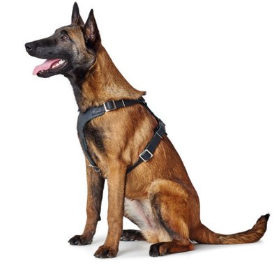 Harnais pour Malinois, Conseil d’achat !