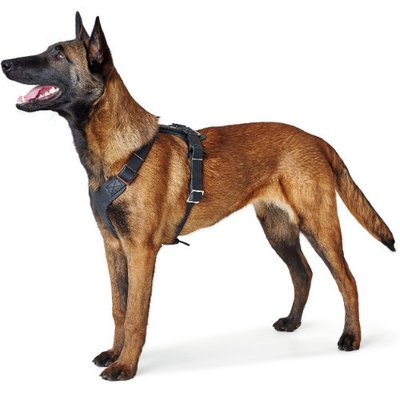 Harnais pour Malinois, Conseil d’achat !