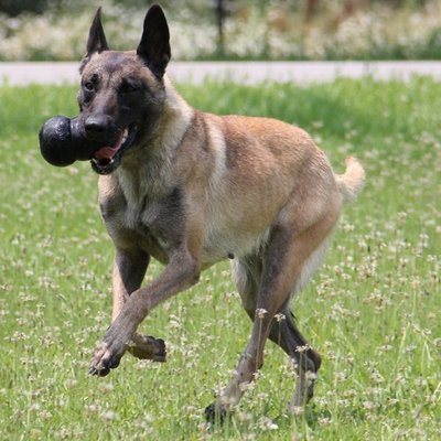 Harnais pour Malinois, Conseil d’achat !
