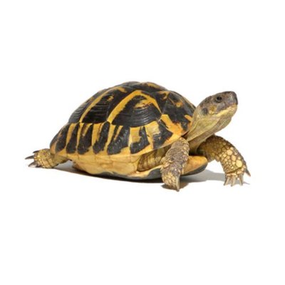 D'où vient la tortue d'Hermann ?