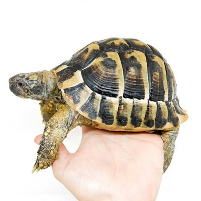 Que mange une tortue ? Nourriture pour tortue de terre Hermann