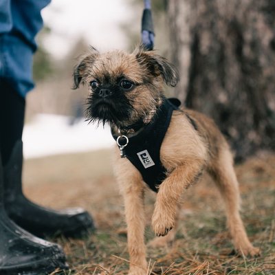 Griffon Bruxellois - Comment éduquer un chiot Griffon Bruxellois ?