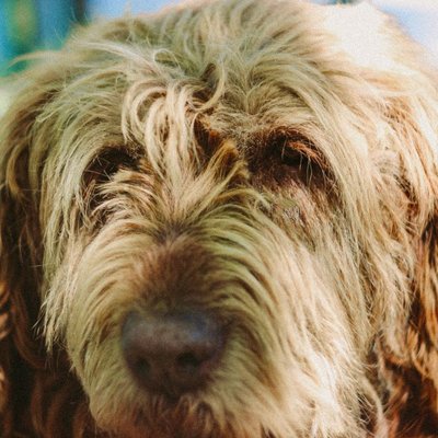Otterhound - Otterhound : quel prix pour un chiot ?
