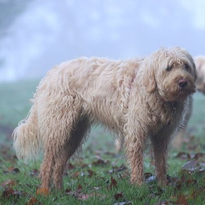 Otterhound - Sélectionner un élevage de chiot Otterhound