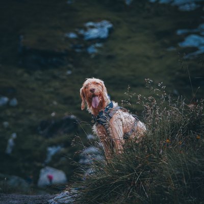 Griffon Fauve de Bretagne - Griffon Fauve de Bretagne : quel prix pour un chiot ?