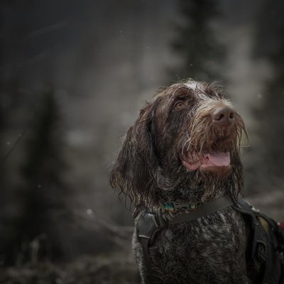 Spinone - Comment nourrir un chiot Spinone correctement ?