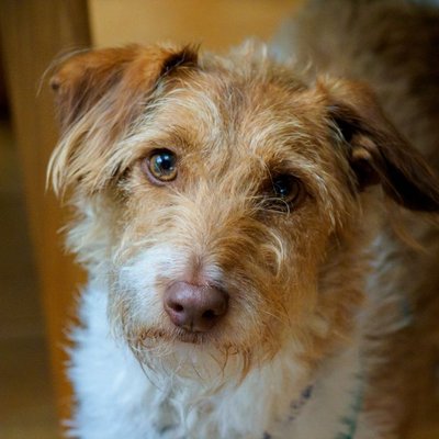 Podengo Portugais - Podengo Portugais : quel prix pour un chiot ?