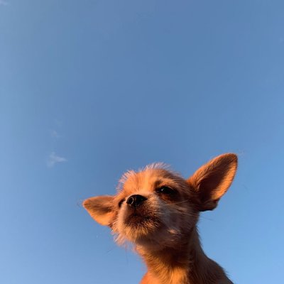 Podengo Portugais - Choisir mon chiot Podengo Portugais