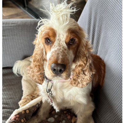 Morphologie du Cocker Spaniel Anglais