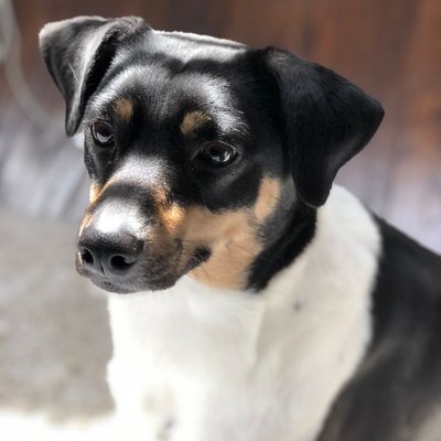 Ratonero Bodeguero Andaluz - Ratonero Bodeguero Andaluz : quel prix pour un chiot ?