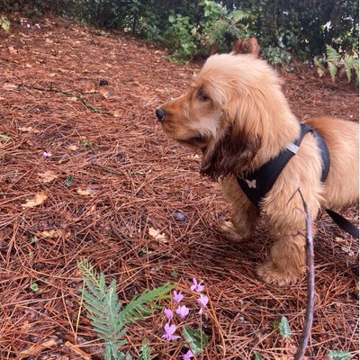 Cocker Spaniel Anglais - photo 9