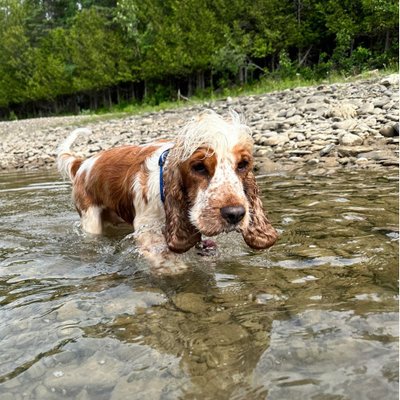 Cocker Spaniel Anglais - photo 4